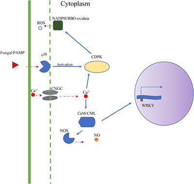 Differential Expression of Signaling Pathway Genes Associated With Aflatoxin Reduction Quantitative Trait Loci in Maize (Zea mays L.)